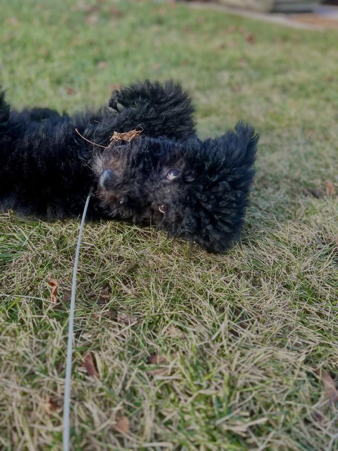 A beautiful picture of Cleo as a puppy.